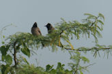 Morning walk from our hotel – crested birds