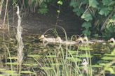 Morning walk from our hotel – ducks