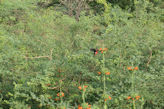 Morning walk from our hotel – butterfly