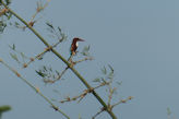 Morning walk from our hotel – kingfisher