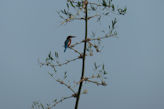 Morning walk from our hotel – kingfisher