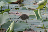 Madurai area – Karuppana Samy Kovil heron (brown and camoflaged when sitting but has white wings when flying)