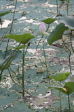 Madurai area – Karuppana Samy Kovil lotus