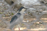 Chennai – Guindy National Park Zoo + reptile house