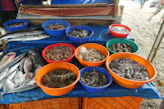 Kochi – fishmonger