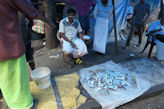 Kochi – fish auction