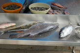 Kochi – fishmonger