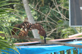 Boat trip on back waters near Alleppey