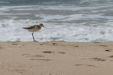 common green shank on beach near our hotel near Alleppey