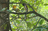 Our hotel near Alleppey – Indian Treepie