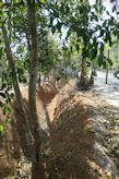 Coir mats used to prevent erosion