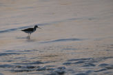 Sandpiper