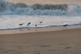 Sandpipers