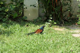 Our hotel near Alleppey – greater coucal