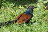 Our hotel near Alleppey – greater coucal