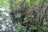 Kallenchery Island tour – boat trip (punting) mangroves