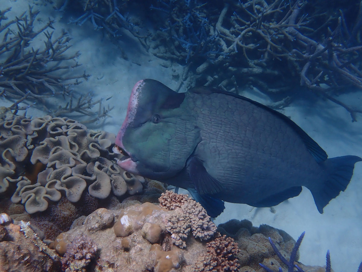 parrot fish