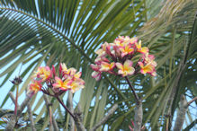 Nice coloured frangipani