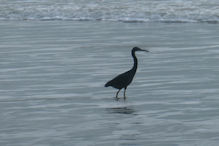 Dark heron looking for food at sea shore