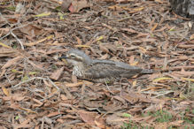 Bush stone-curlew hiding in full sight