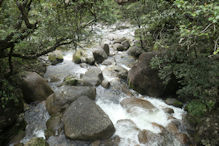 Mossman Gorge walk