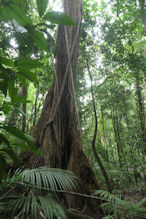 Mossman Gorge walk