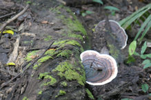 Mossman Gorge walk – Wood fungus