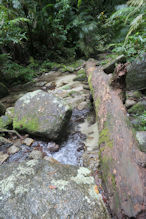 Mossman Gorge walk