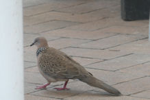Spotted turtle dove (feral)