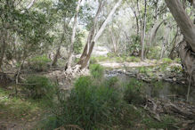 Hartley's Creek walk – near flat rock