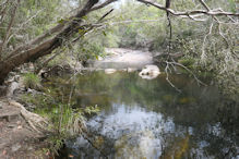 Hartley's Creek walk – near flat rock