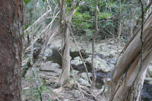 Hartley's Creek walk – below the waterfall