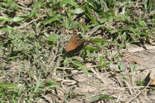 Spring Creek – day moth