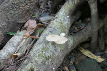 Spring Creek – wood fungus