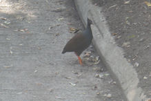 Orange footed scrub hen on Flaggstaff Hill