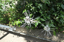 Botanic Gardens – Cats whiskers plant