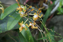 Botanic Gardens – orchids