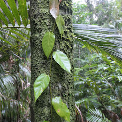 Tree trunk in rain forest