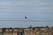 Flight to Ularu – unhappy bird