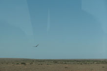 Coober Pedy – Wedge tail eagles