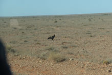 Coober Pedy – Wedge tail eagles