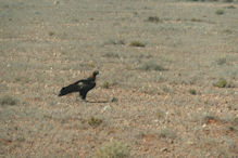 Coober Pedy – Wedge tail eagles