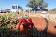 Coober Pedy – Sturts Desert Pea