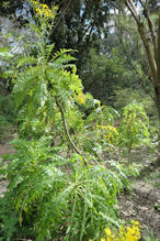 Adelaide Botanic Gardens