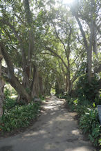 Adelaide Botanic Gardens