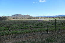 The view from Robert Stein winery