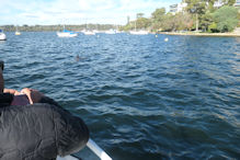 Boat Trip around the Swan – Dolphin