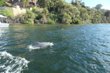 Boat Trip around the Swan – Dolphin