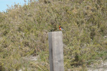 Rottnest Island Trip – Red cap Robin