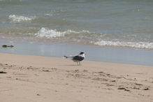 Sandy bay walk – one good tern deserves another